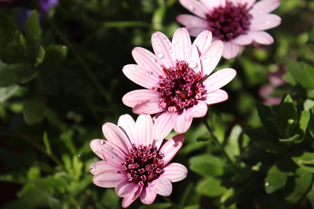 Canon EOS Kiss X10 デジタル一眼レフ　セット