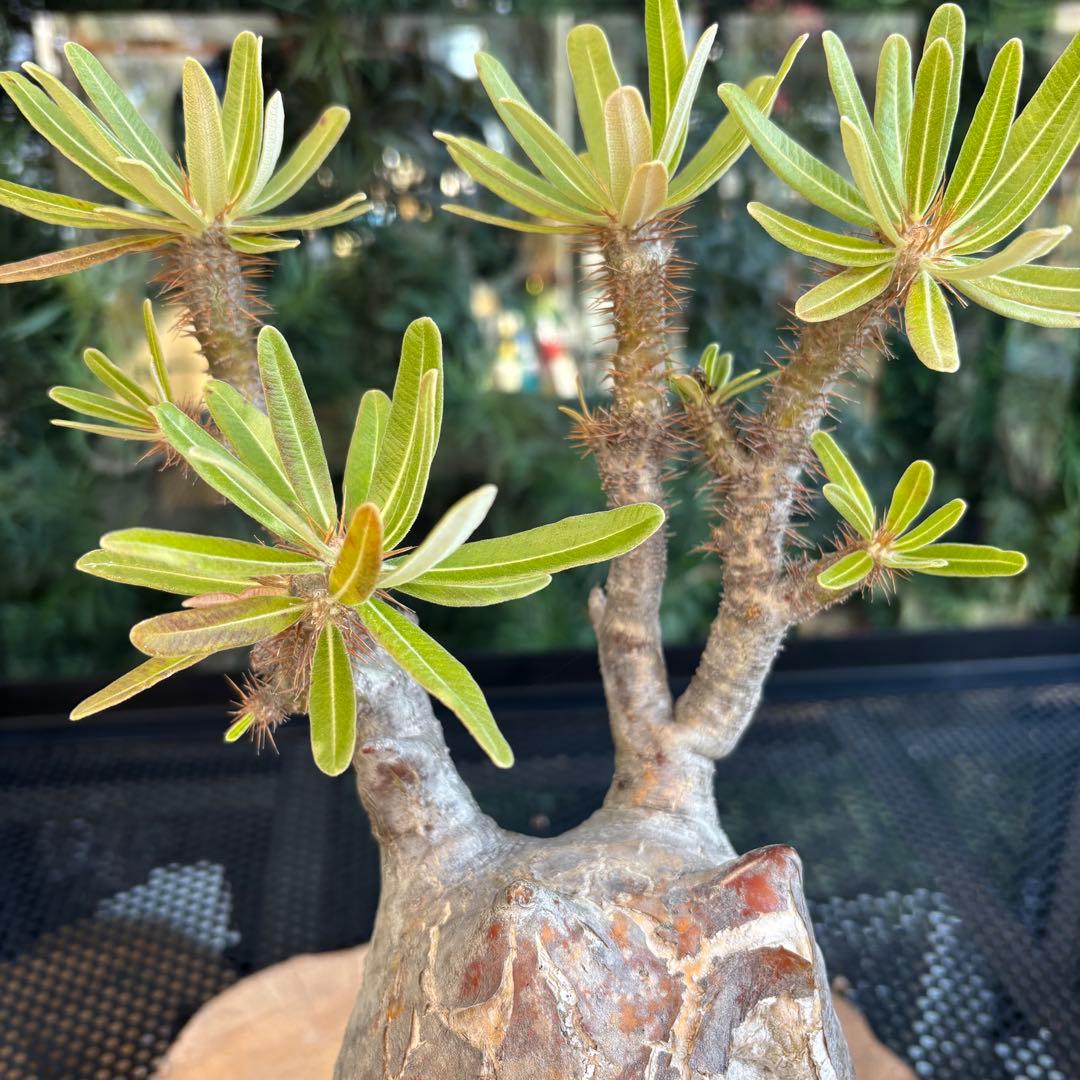 SALE！ 角あり 現地株 パキポディウム グラキリス 長期管理株 中川智治