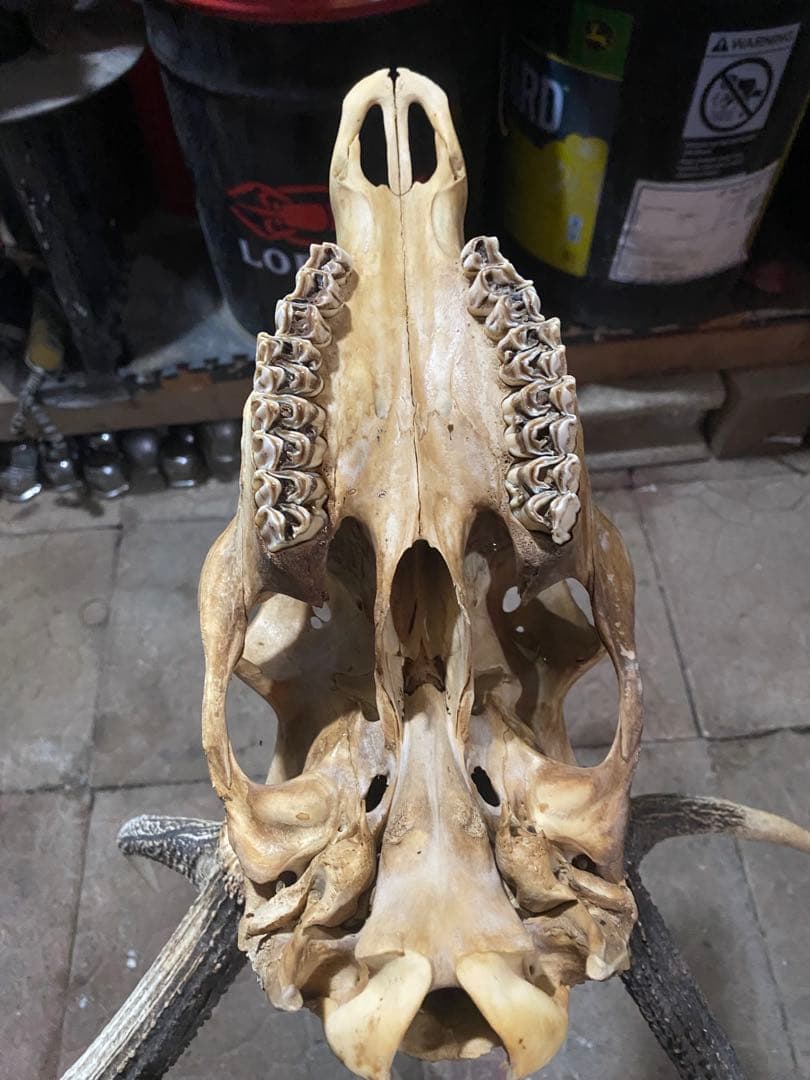 蝦夷鹿hunting trophy（deer skull）アシンメトリー