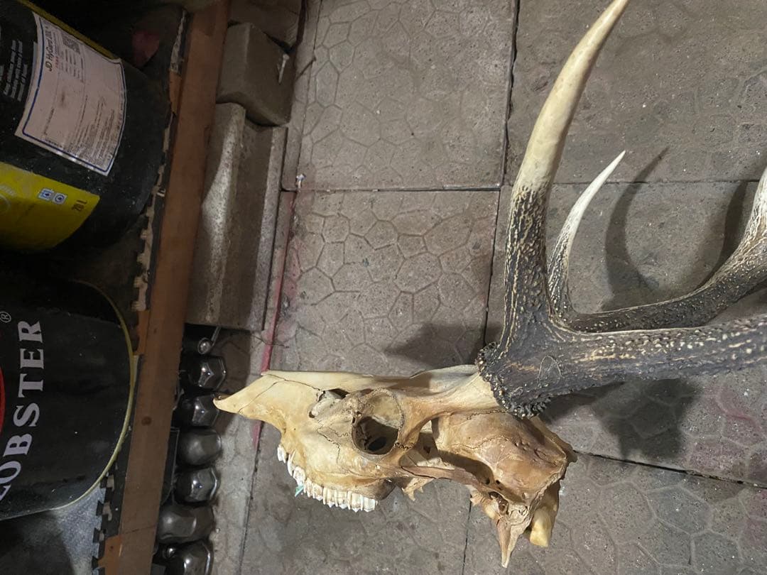 蝦夷鹿hunting trophy（deer skull）アシンメトリー