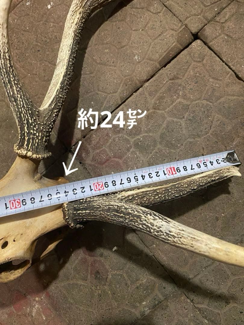蝦夷鹿hunting trophy（deer skull）アシンメトリー