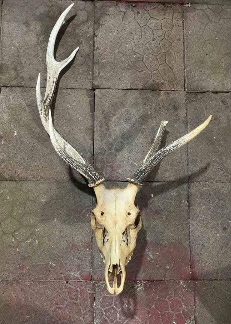 蝦夷鹿hunting trophy（deer skull）アシンメトリー