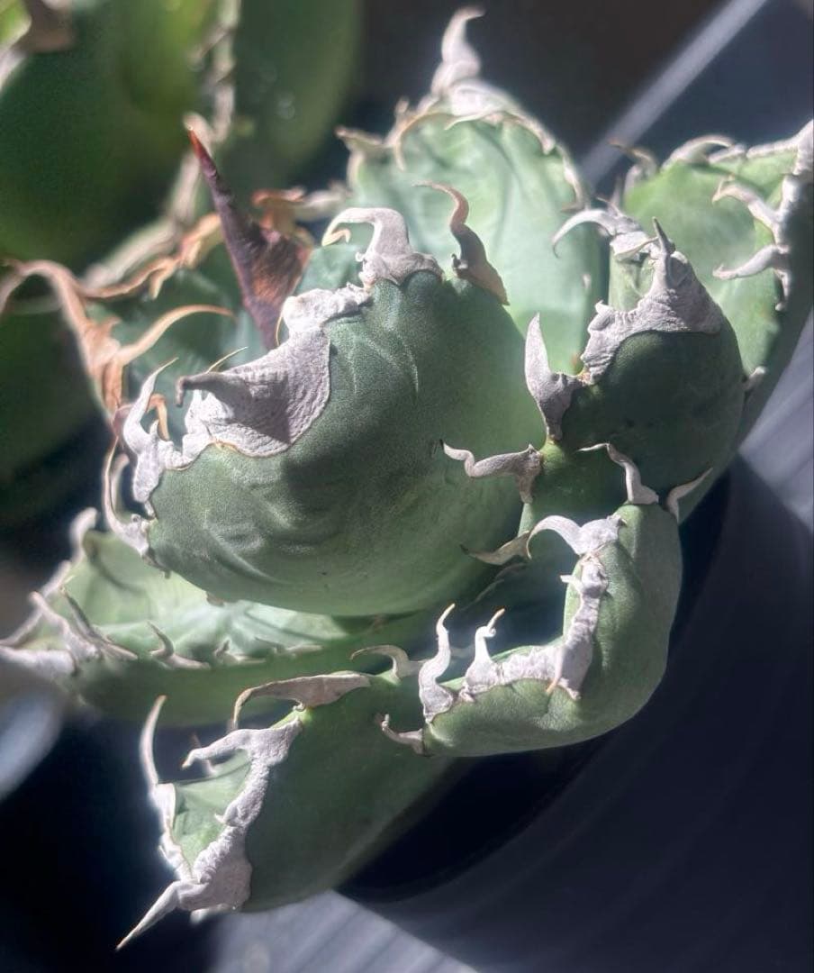 アガベスーパーチタノタ（極上株）超S級悪魔くんBAKEMONO激レア高級品種！