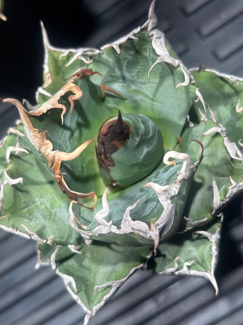 アガベスーパーチタノタ（極上株）超S級悪魔くんBAKEMONO激レア高級品種！