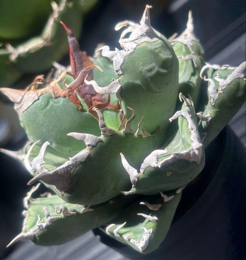 アガベスーパーチタノタ（極上株）超S級悪魔くんBAKEMONO激レア高級品種！