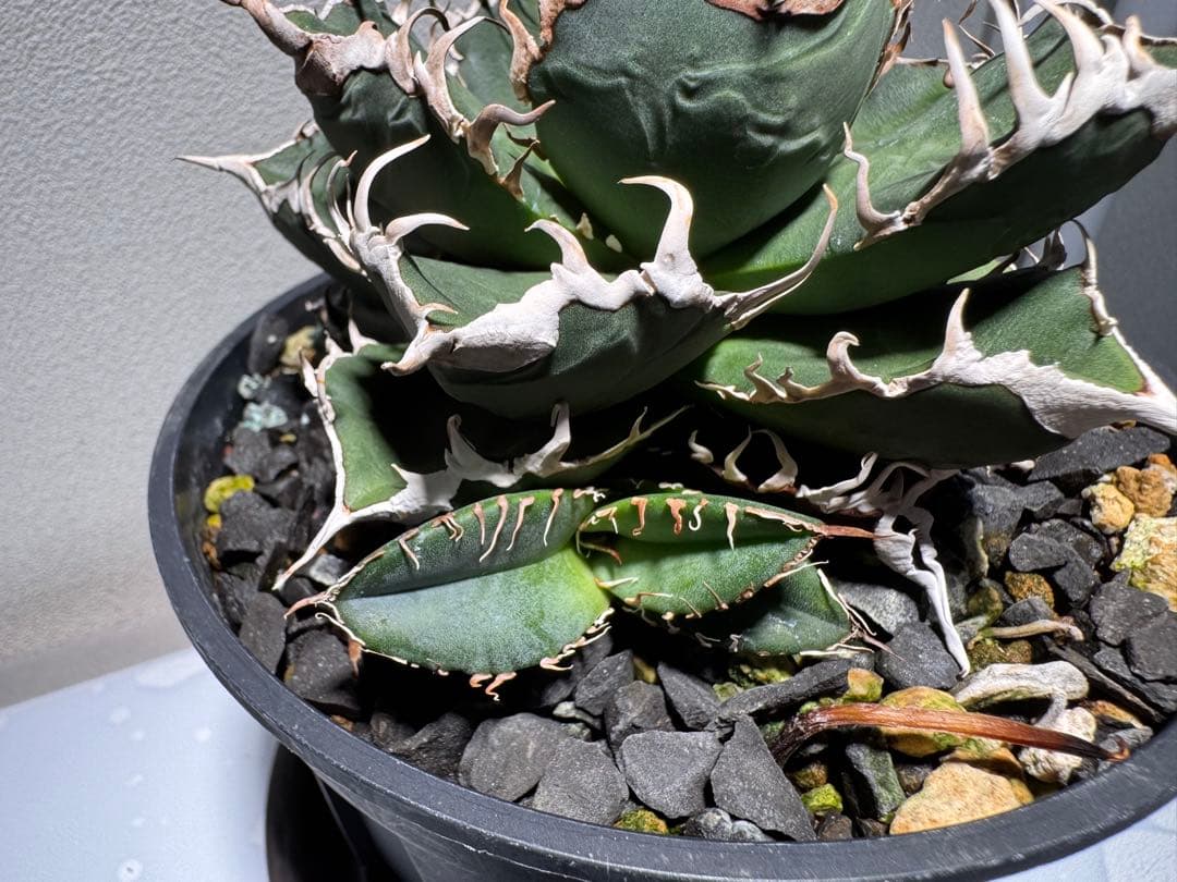 ト*畑様 アガベ チタノタ　悪魔くん　子株3個付き