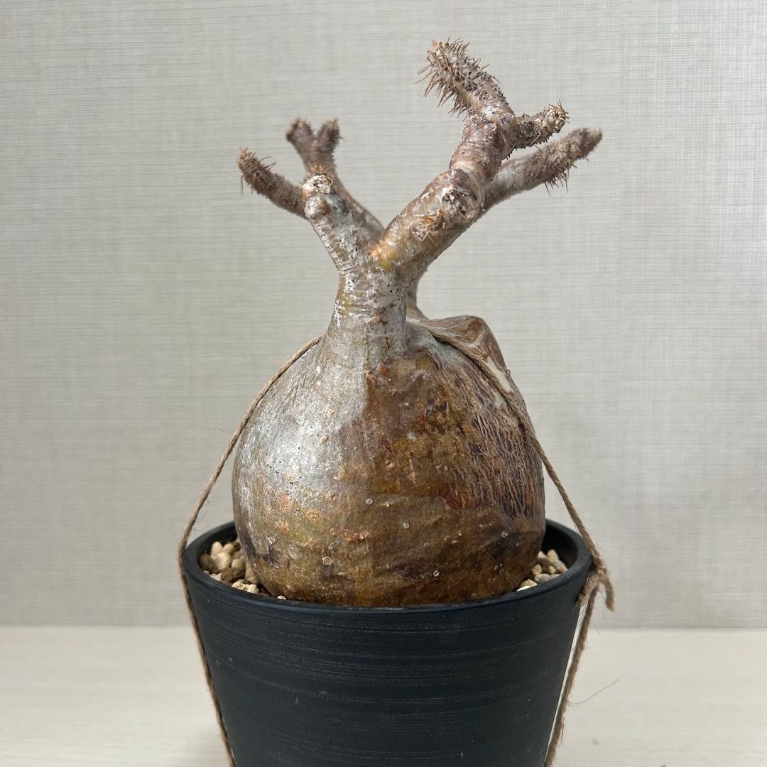 パキポディウム•グラキリス 現地球/現地株　微発根　塊根植物 13