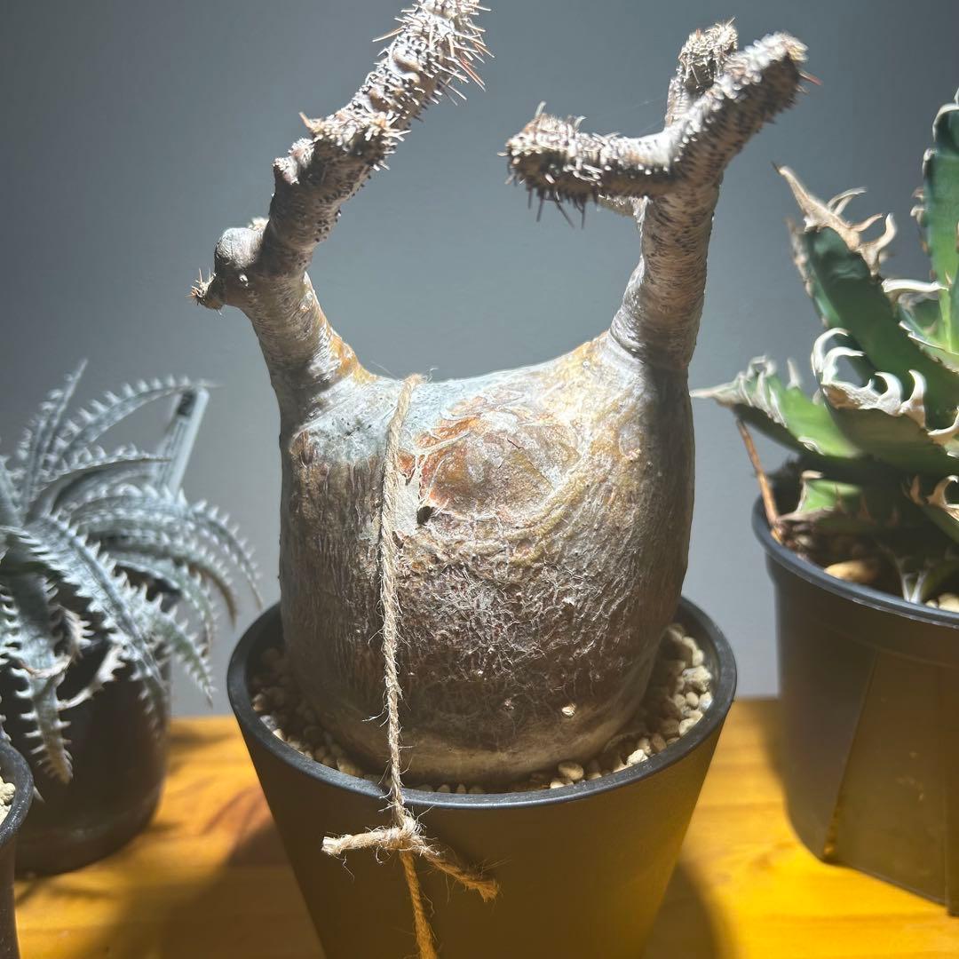 パキポディウム•グラキリス 現地球/現地株　微発根　塊根植物 13