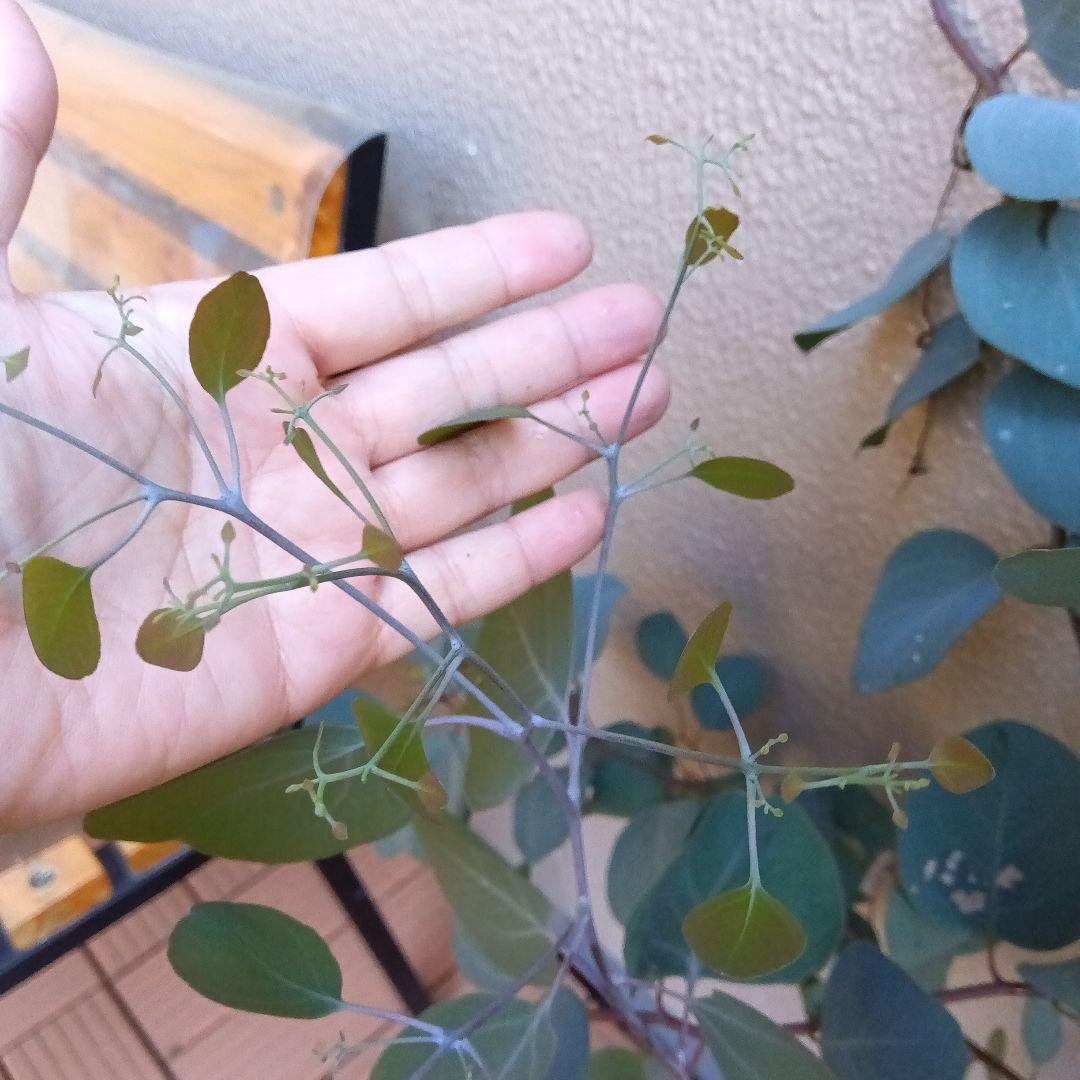 ポポラス苗150cm　18日以降値上がり致します