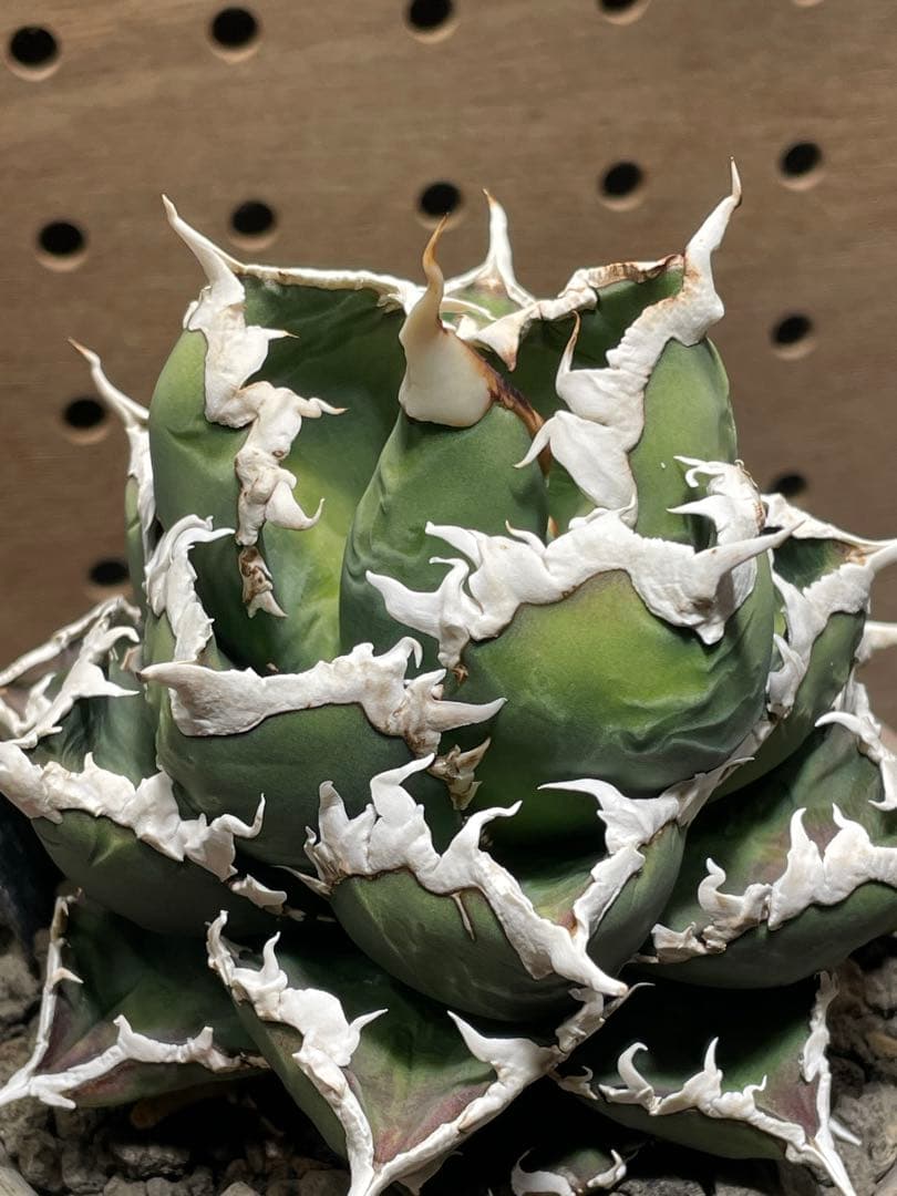 と*も様 アガベ　チタノタ　狼人　鉢のまま　メルカリ便発送