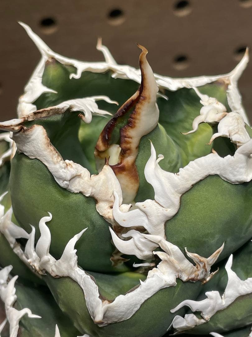 と*も様 アガベ　チタノタ　狼人　鉢のまま　メルカリ便発送