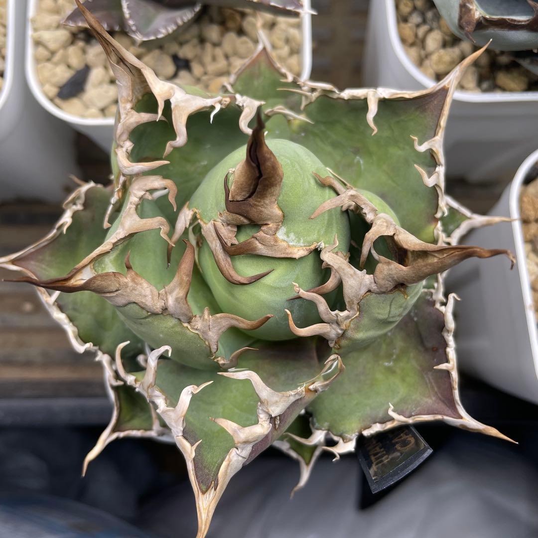 アガベ シーザー 毒刺