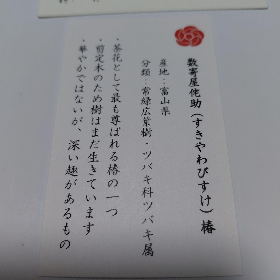 新品！超希少！ウッドペンクラフト 朱椿粋 数奇屋侘助 椿 ツバキ杢 シャーペン