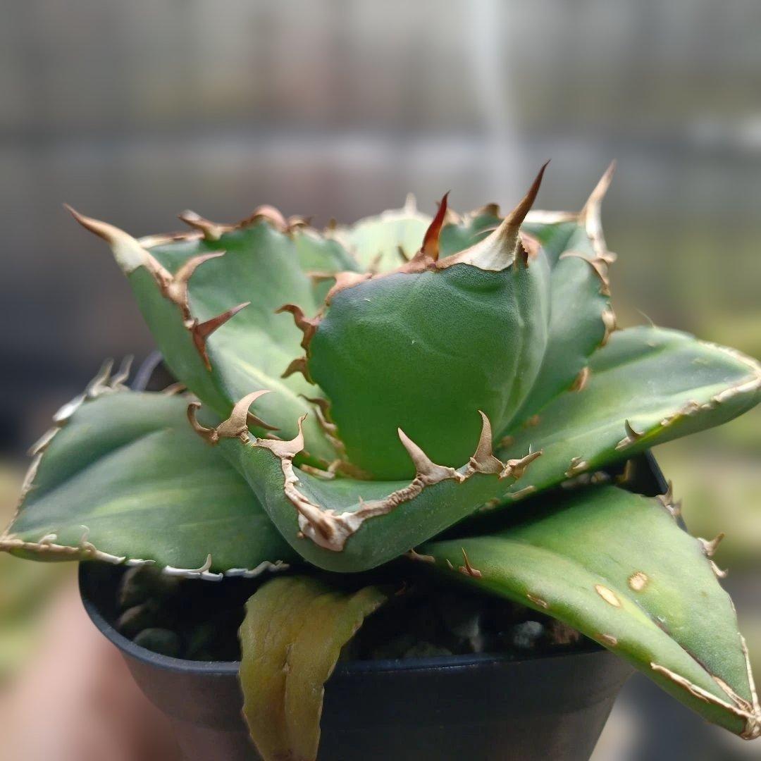 アガベ　チタノタ　白鯨　白鯨錦　西瓜斑　④