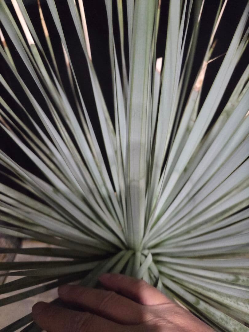 専用出品 特割 ユッカロストラータ 太株 (み)