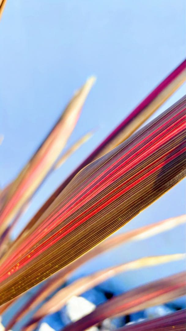 超大株！コルジリネ コーヒークラシック1.4M(鉢底から)期間限定セール☆品番A