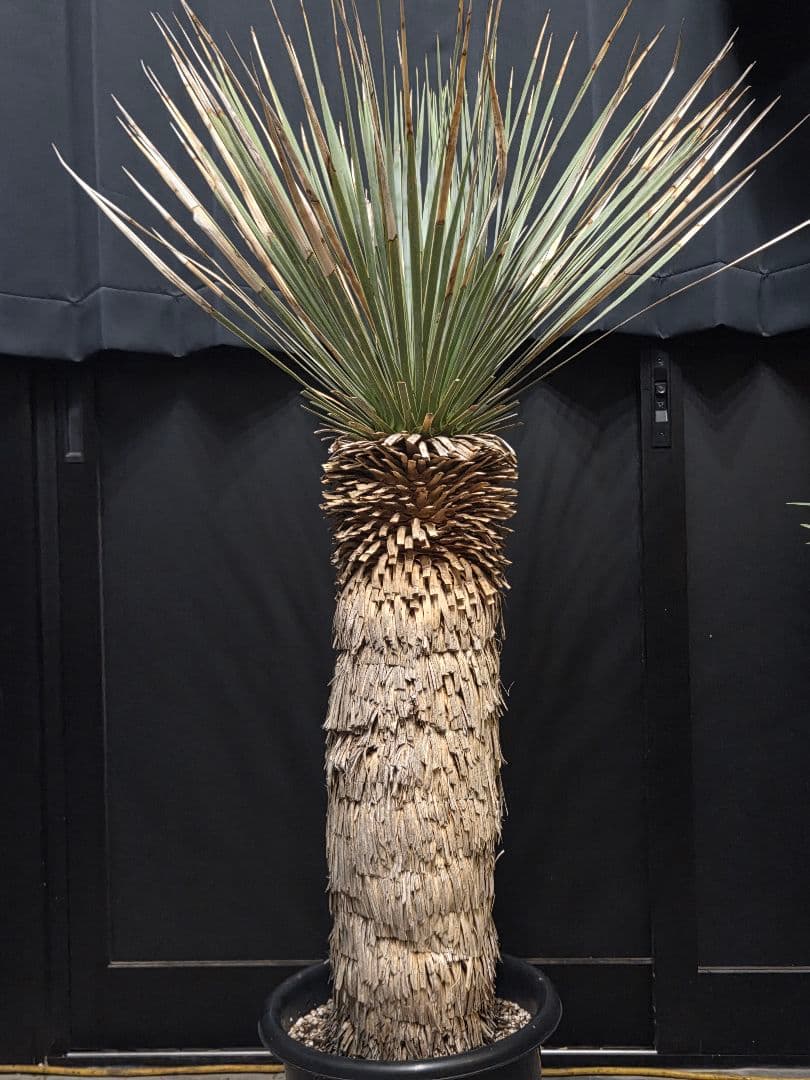 専用出品 特、セット割 ユッカ ロストラータ (う) 太株