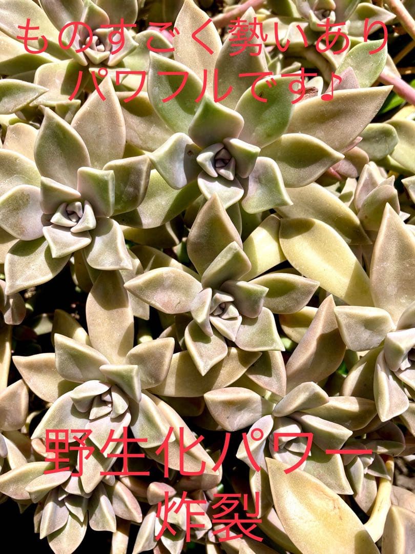 超絶ワイルド森で野生化【朧月＊オボロヅキ】多肉植物＊カット苗＊コンパクトボックス