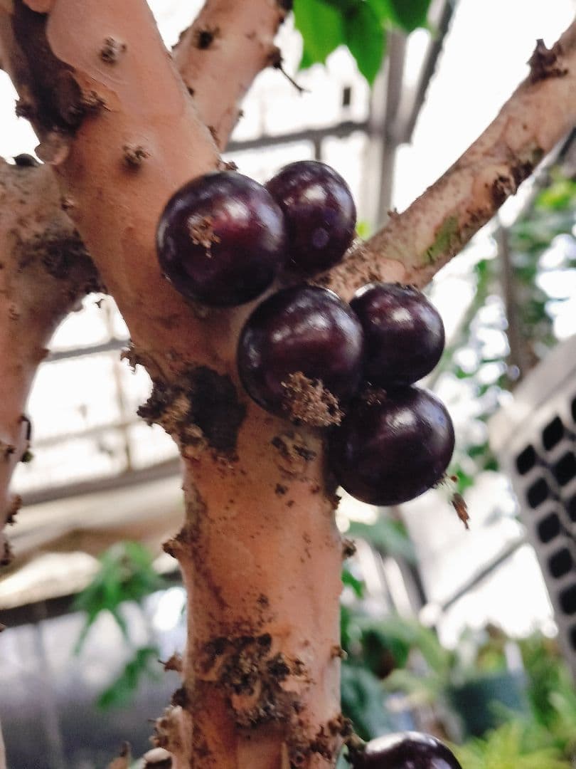 ✿年始セール ジャボチカバ 四季成り 大葉系 サバラ 実生苗10年以上経過 ⑰