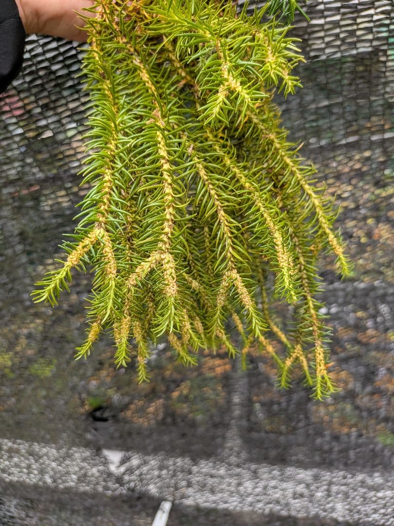 や*ょ様 山野草、シダ植物、着生植物　[スギラン]　大株１塊