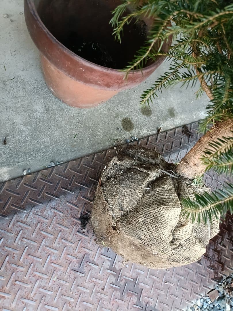 もみの木　約180cm　根巻き