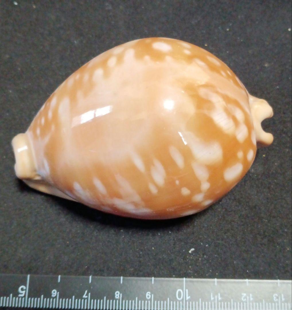 貝殻標本　オウサマダカラガイ