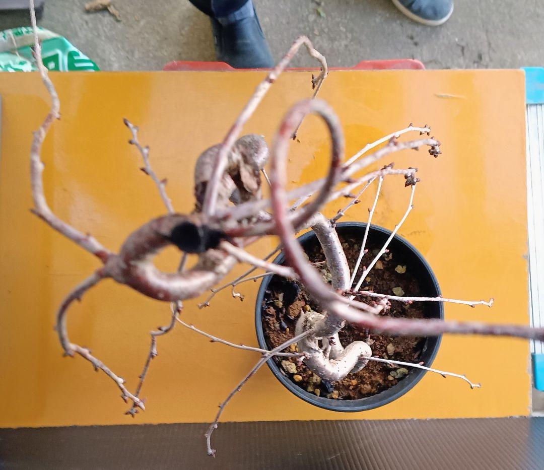 富士枝垂桜盆栽