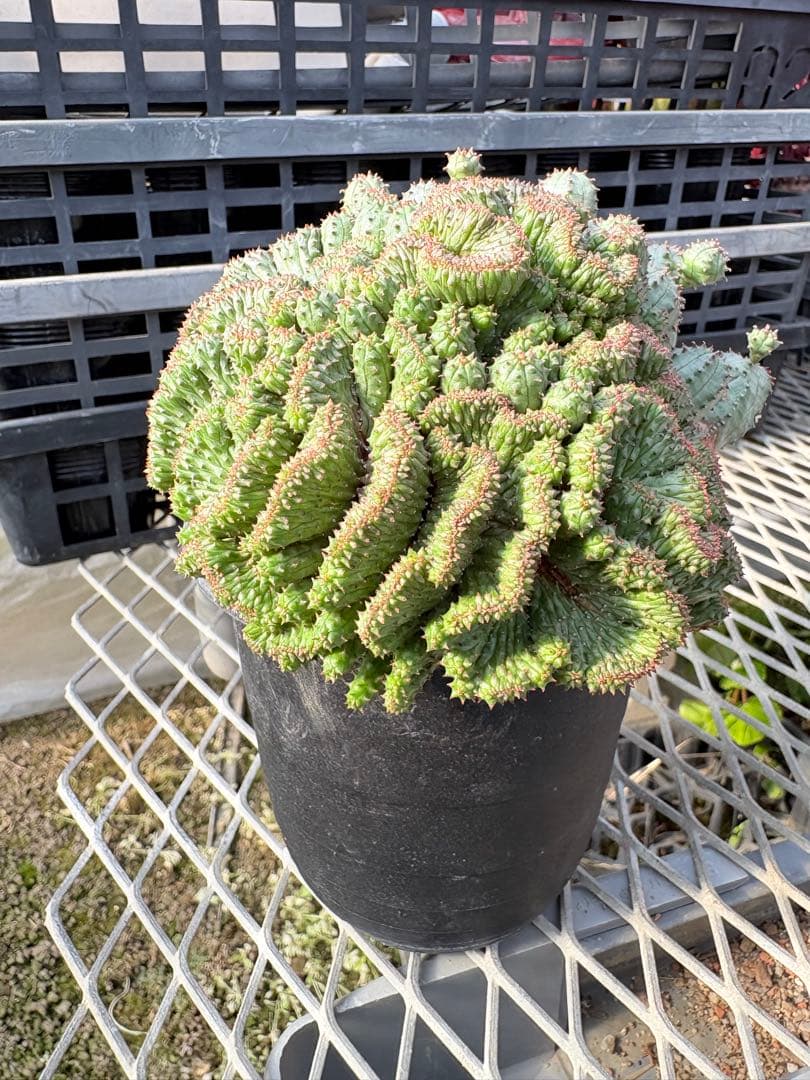 ユーフォルビア　オベサブロウ 綴化(石化)