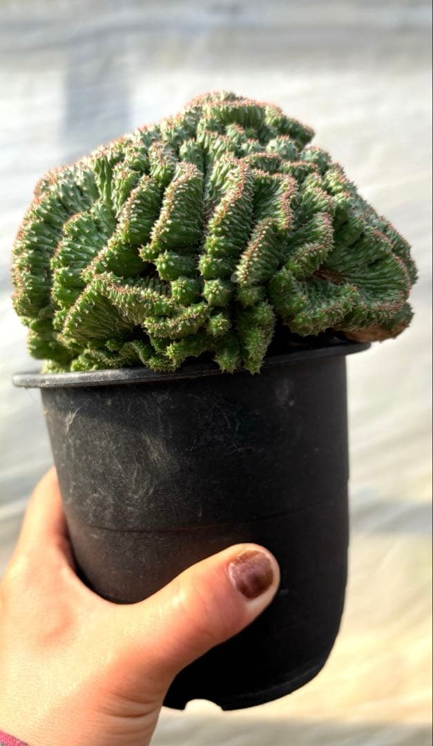 ユーフォルビア　オベサブロウ 綴化(石化)