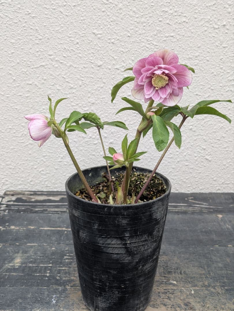 商談中 クリスマスローズ ピンクミストグラデーション dd ダブル