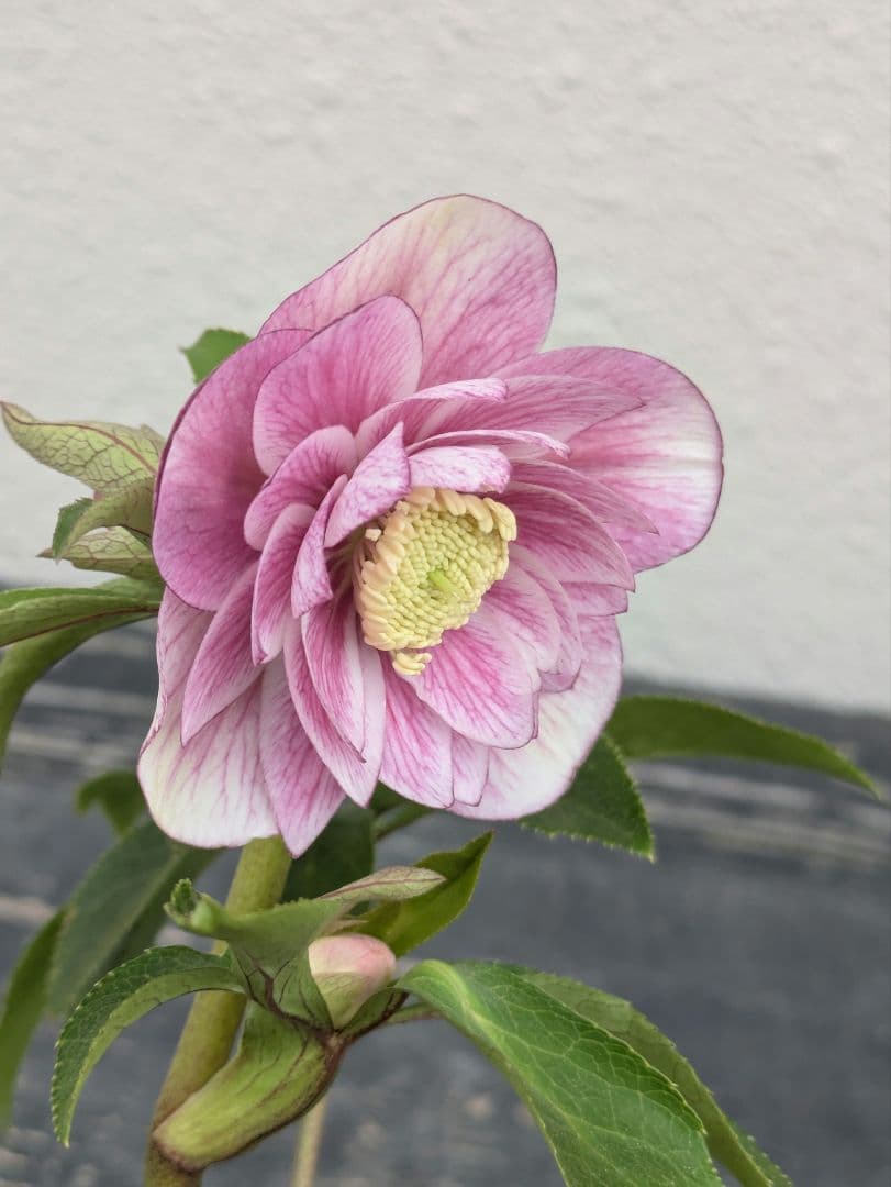 商談中 クリスマスローズ ピンクミストグラデーション dd ダブル