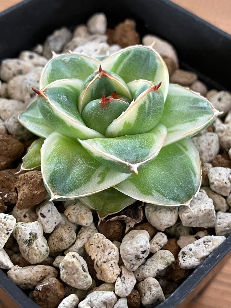 m*n様 【初売りオークション】33 活着　赤棘　アガベ　王妃笹の雪A型　ピンキ