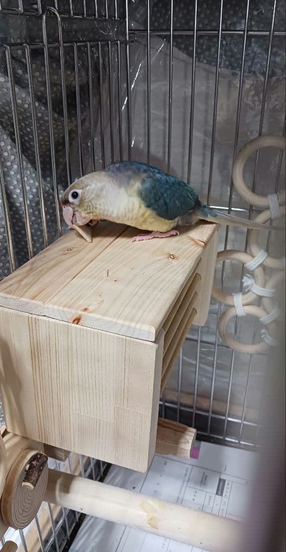 h1　あったかステージ　四角い止まり木　ヒーターいたずら防止　インコ　小動物