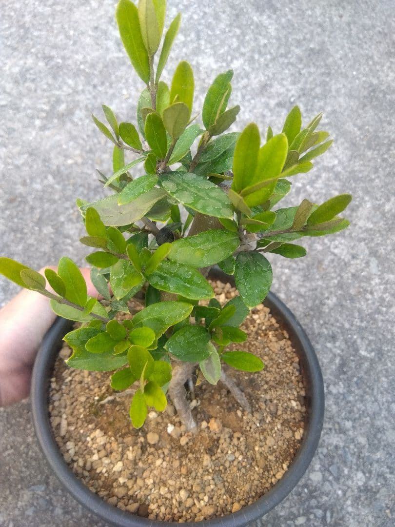オリーブ　ひなかぜ　盆栽　6号陶器鉢つき　根上がり❗　①