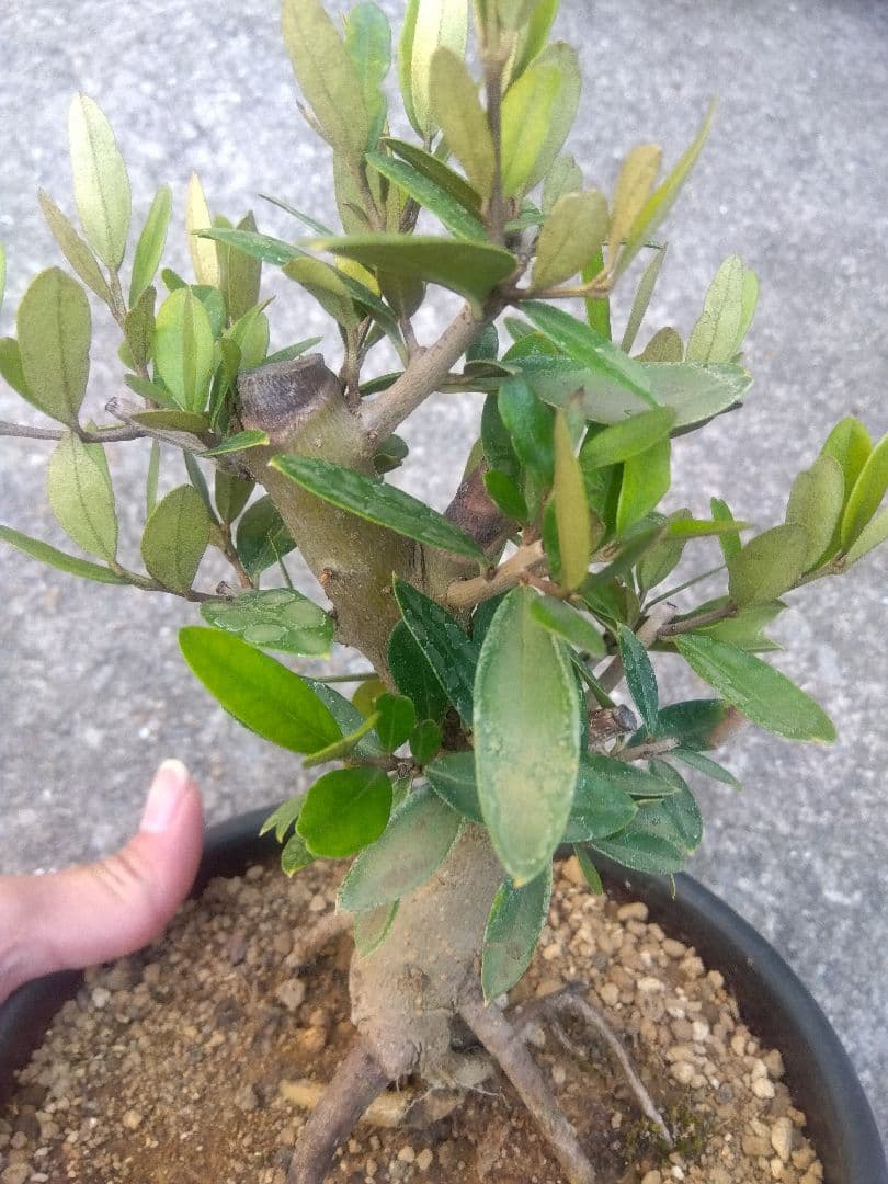 オリーブ　ひなかぜ　盆栽　6号陶器鉢つき　根上がり❗　①