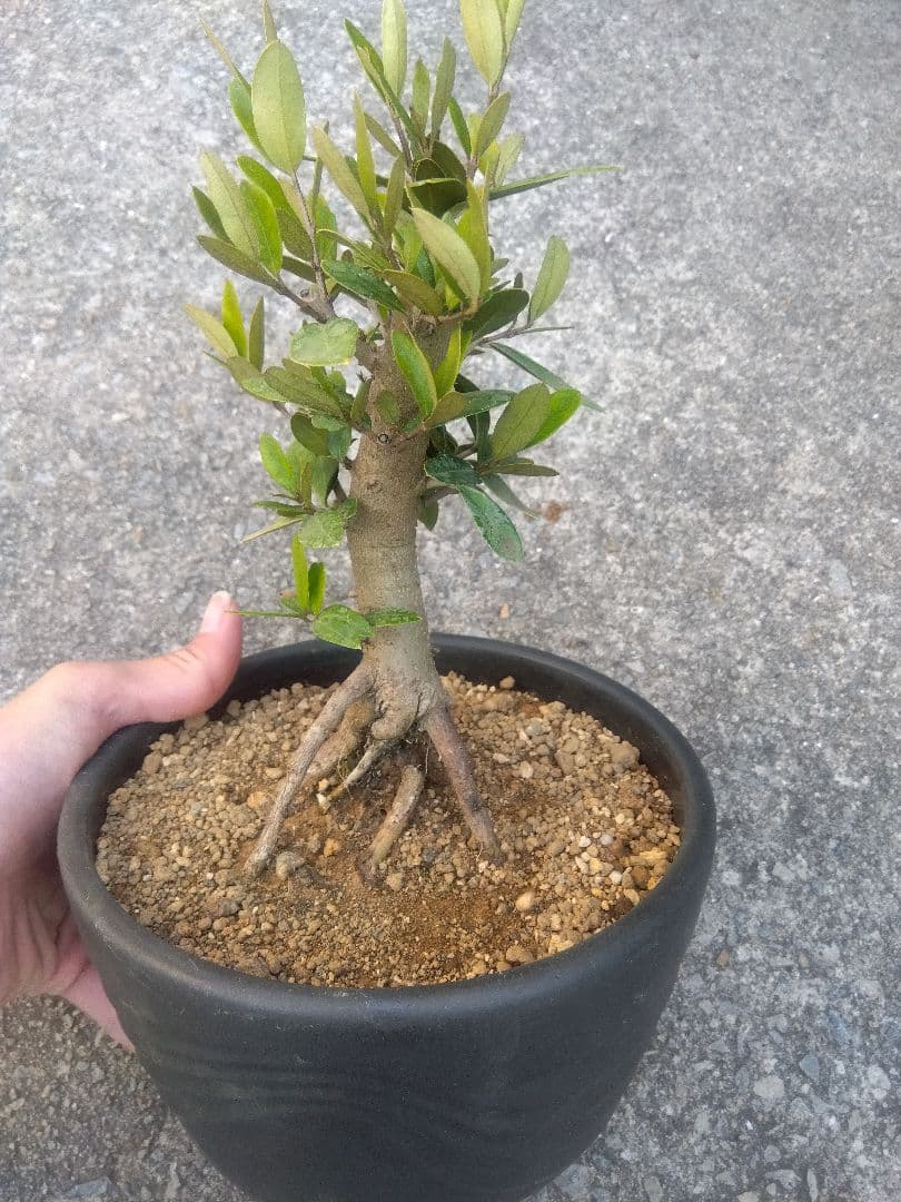 オリーブ　ひなかぜ　盆栽　6号陶器鉢つき　根上がり❗　①