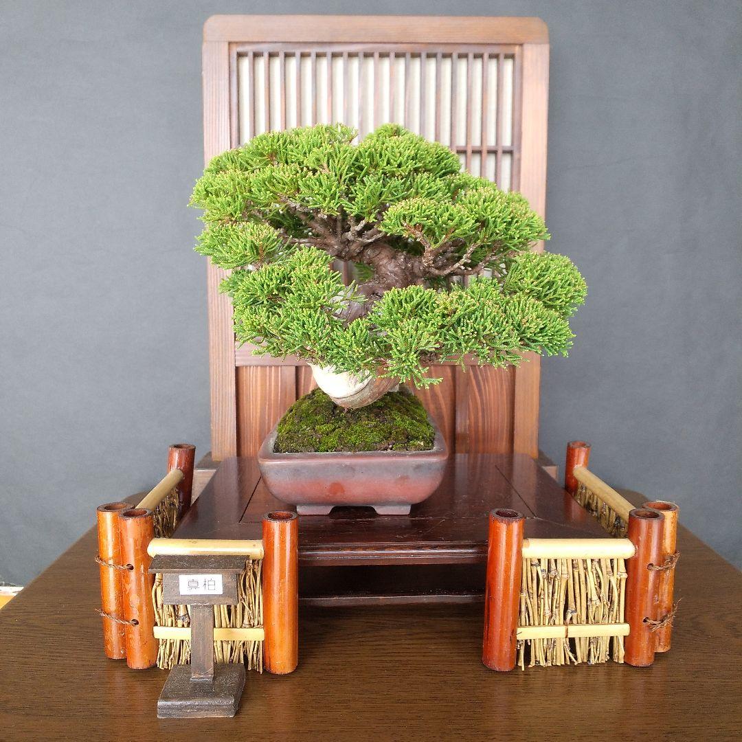 真柏 盆栽