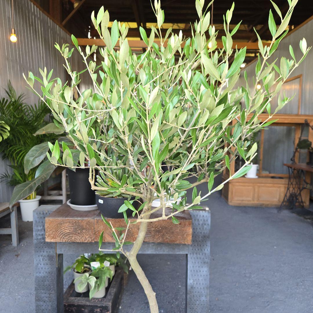 ⑬　オリーブの木souju『ミッション』８号特大苗木最高等級極上品‼️行灯仕立て