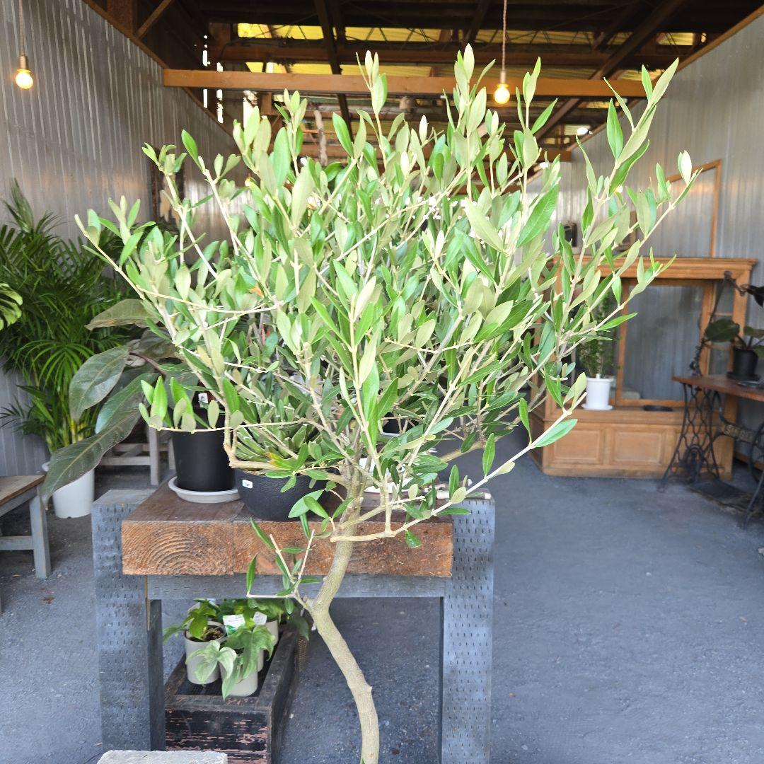 ⑬　オリーブの木souju『ミッション』８号特大苗木最高等級極上品‼️行灯仕立て
