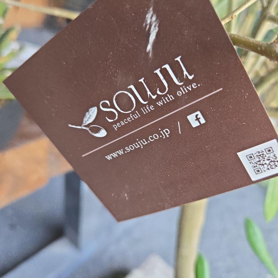 ⑬　オリーブの木souju『ミッション』８号特大苗木最高等級極上品‼️行灯仕立て