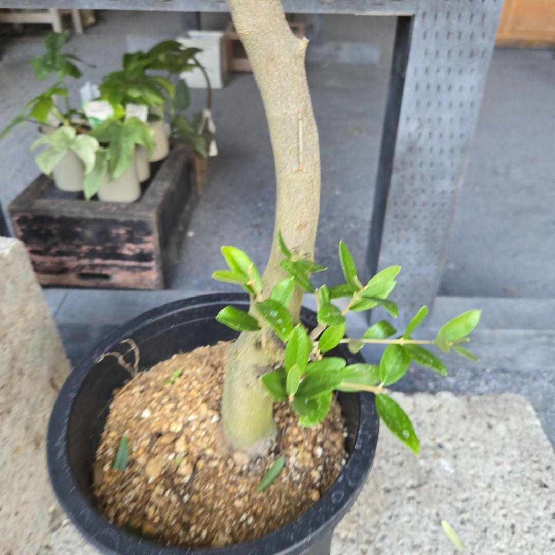 ⑬　オリーブの木souju『ミッション』８号特大苗木最高等級極上品‼️行灯仕立て