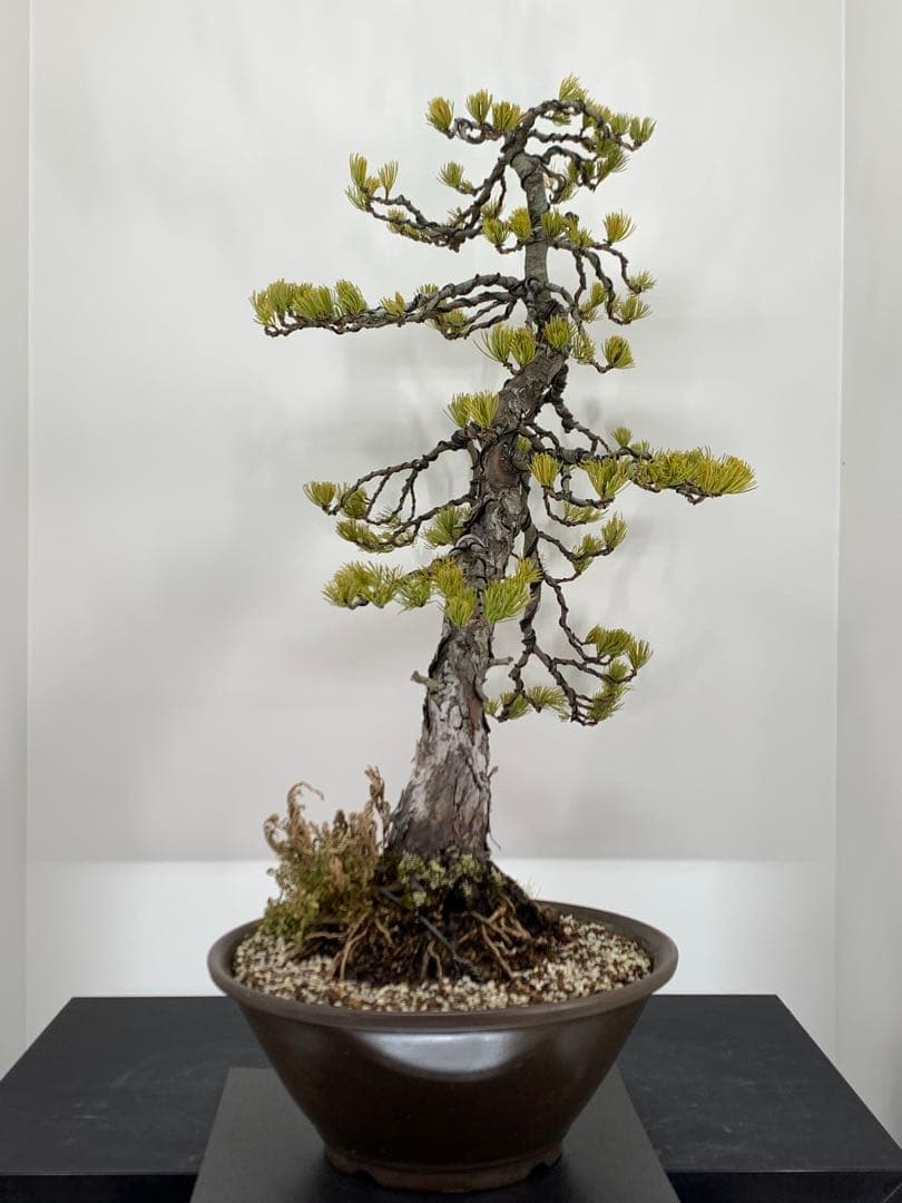 即鑑賞　枝振り豊かな五葉松　樹高約68cm（検索/赤松黒松真柏模様木小品盆栽）