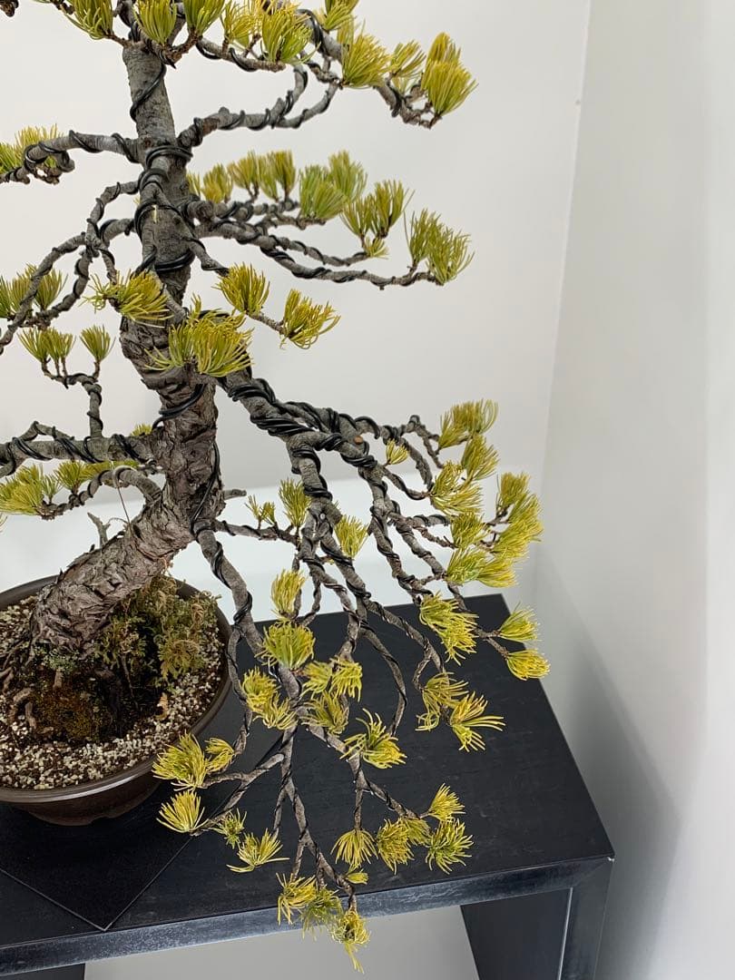 即鑑賞　枝振り豊かな五葉松　樹高約68cm（検索/赤松黒松真柏模様木小品盆栽）