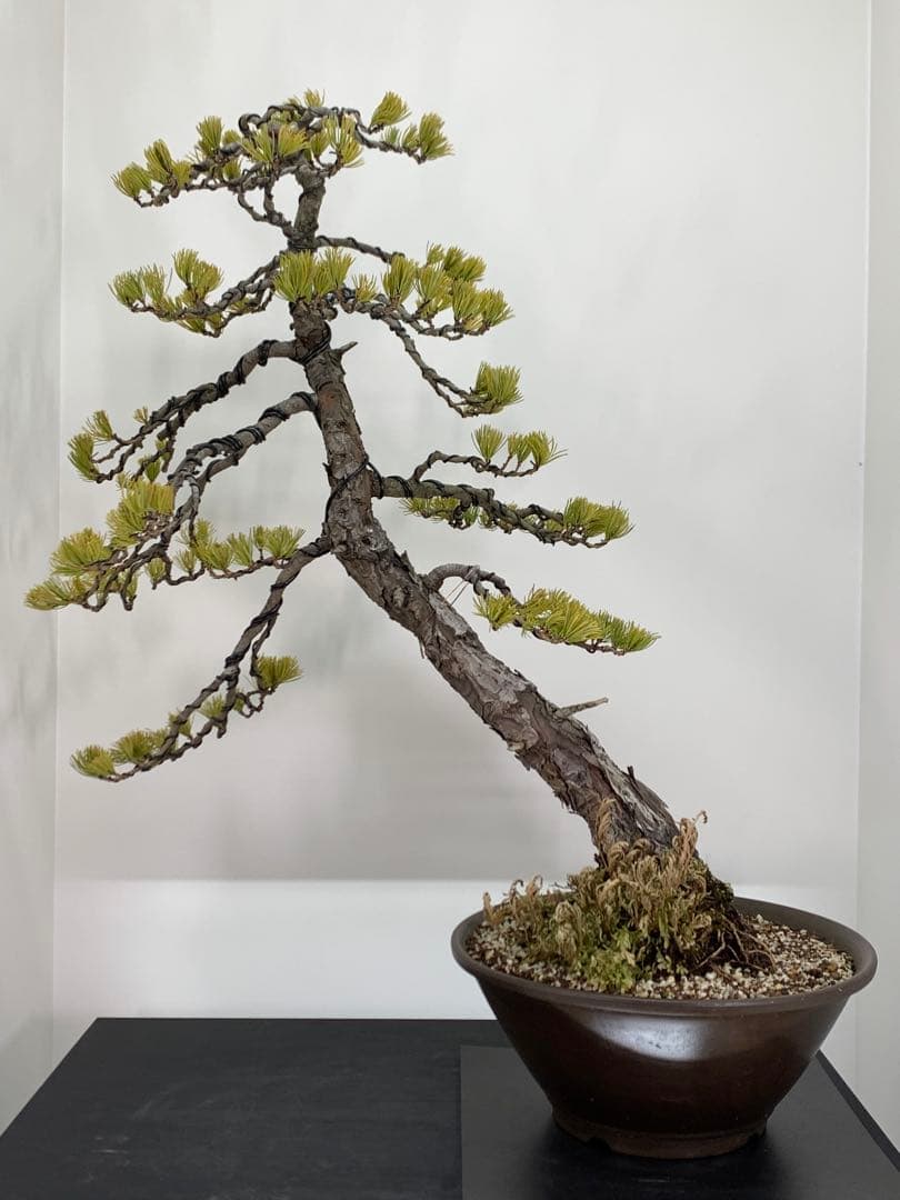 即鑑賞　枝振り豊かな五葉松　樹高約68cm（検索/赤松黒松真柏模様木小品盆栽）