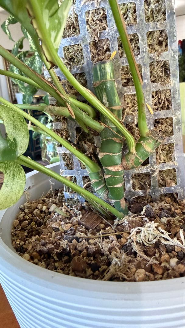 ラフィドフォラ・テトラスペルマ・ホワイトモンスター