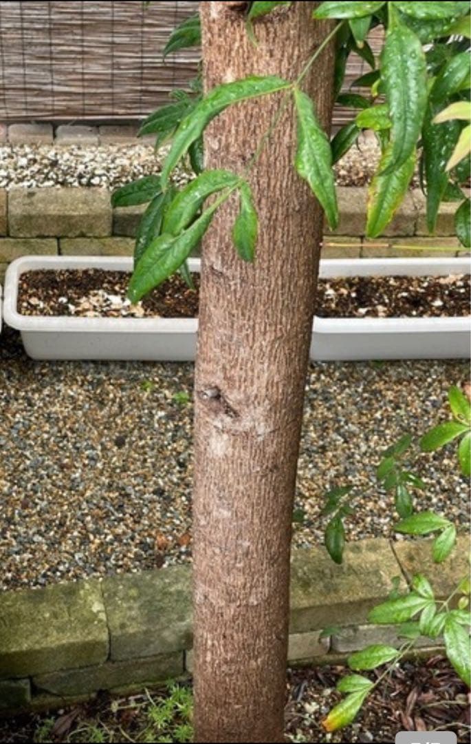 種から育てたアボカドの木　引き取り可能な方！　なるべく早く引き取り先希望