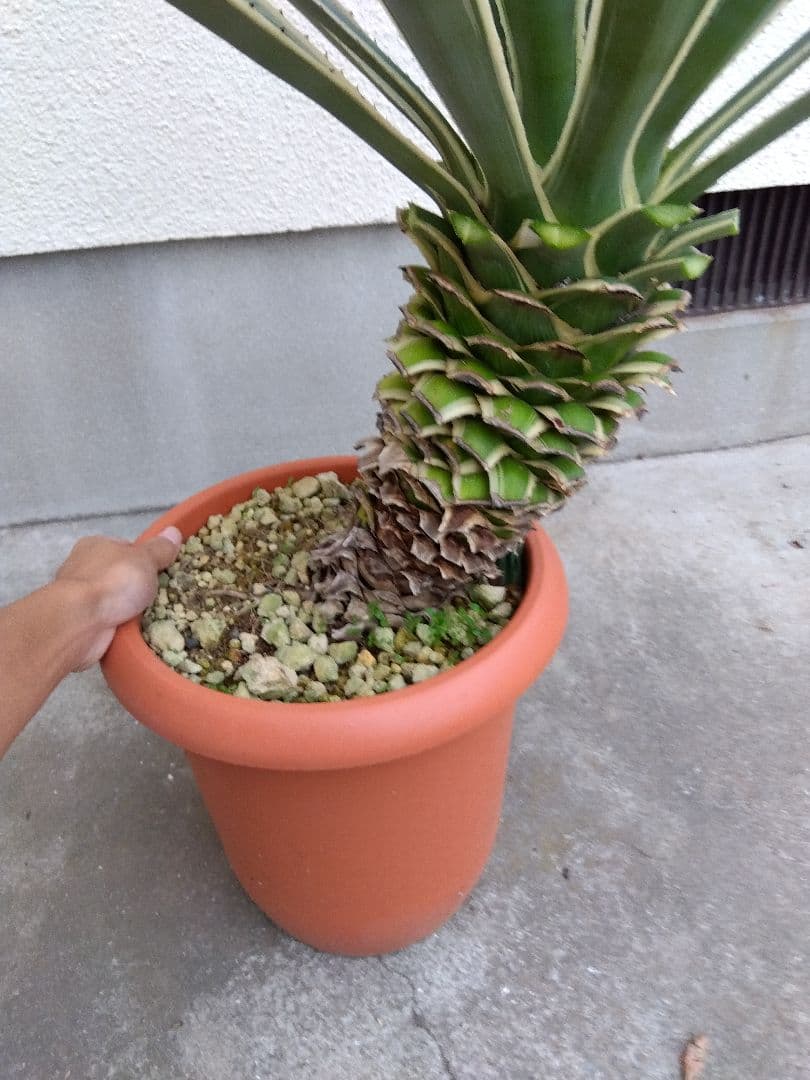 よっち　アガベ　ハクセンコウ　白閃光