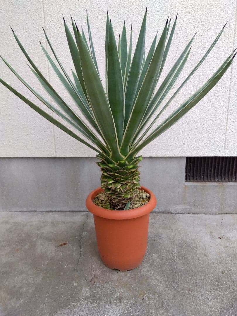 よっち　アガベ　ハクセンコウ　白閃光