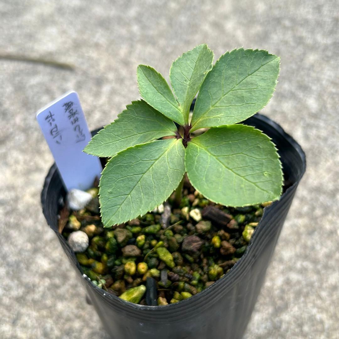 kosiyo0102「歳末セール」クリスマスローズ 小苗 セット