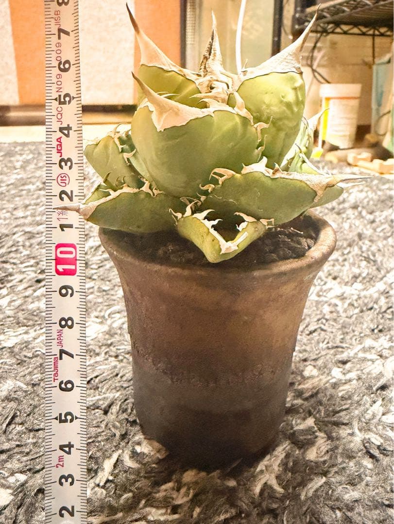 アガベSAD育成株